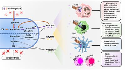 Short-Chain Fatty Acid and FFAR2 Activation – A New Option for Treating Infections?